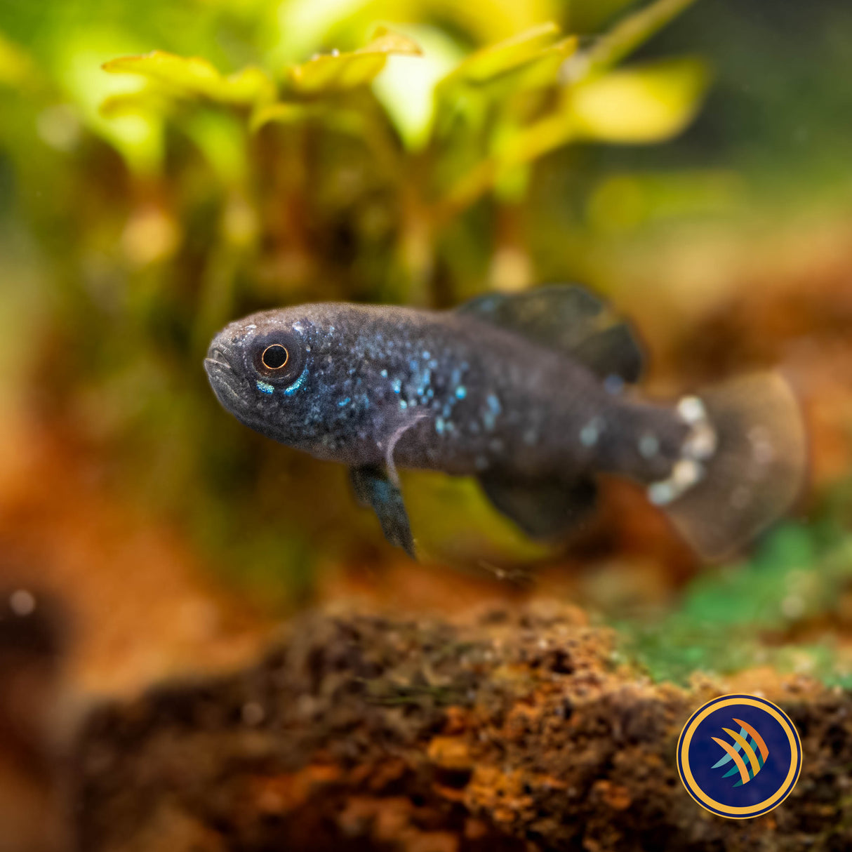 Everglades Pygmy Sunfish (Elassoma evergladei) Aquarium Glaser X-Large | Rainbowfish Killifish & Danios | Largest Tropical Fish Selection at Your Local Fish Store