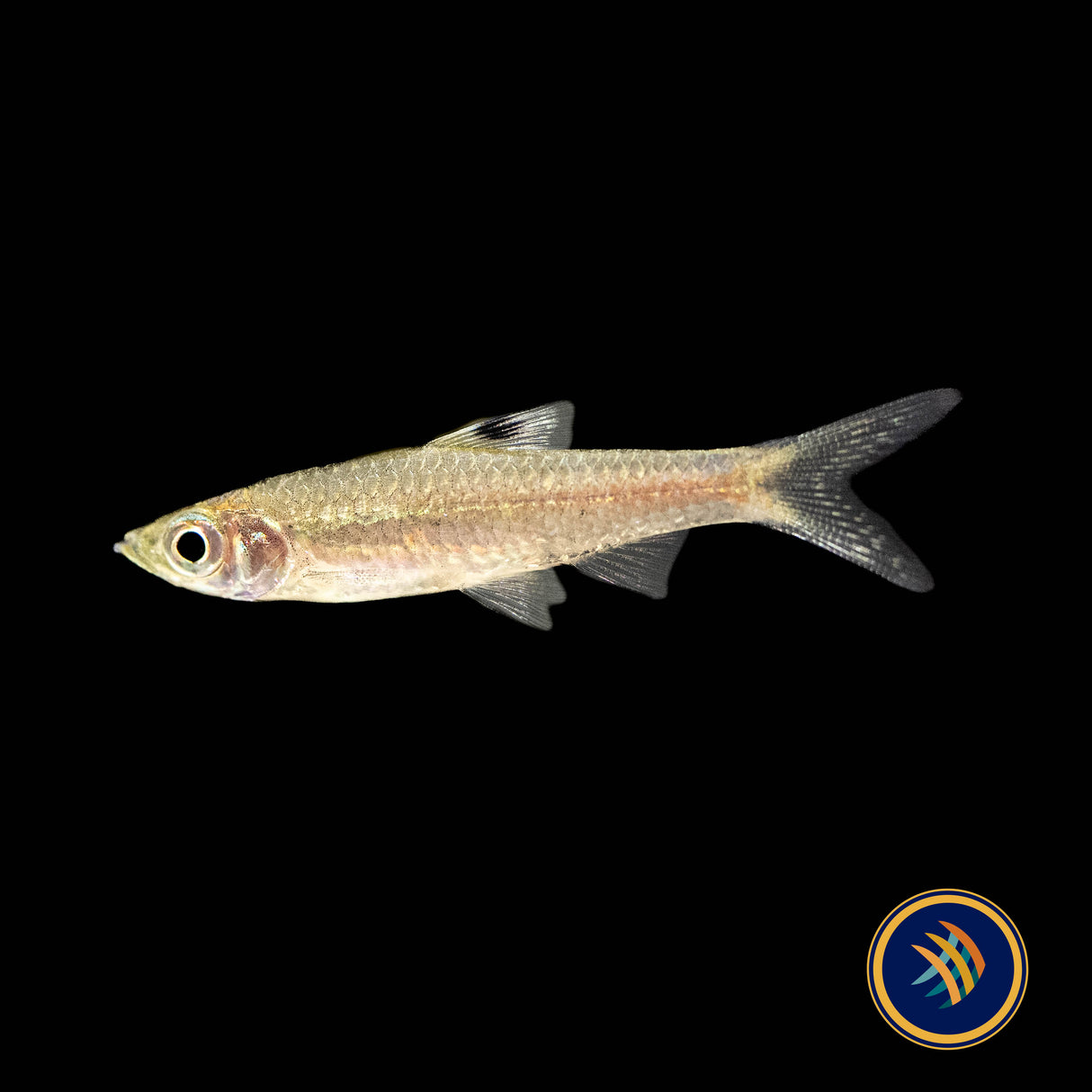 Eyespot Rasbora (Brevibora cheeya) 4-5cm | Tetras Rasboras & Pencilfish | Largest Tropical Fish Selection at Your Local Fish Store