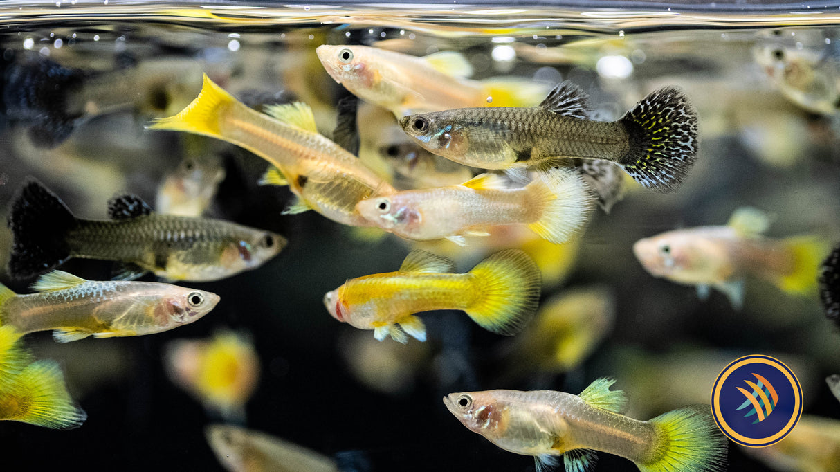 Fancy Guppy Female Assorted (Poecilia reticulata) | Livebearers | Largest Tropical Fish Selection at Your Local Fish Store