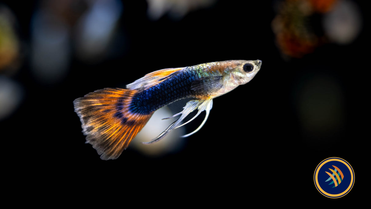 Fancy Guppy Male Assorted (Poecilia reticulata) | Livebearers | Largest Tropical Fish Selection at Your Local Fish Store