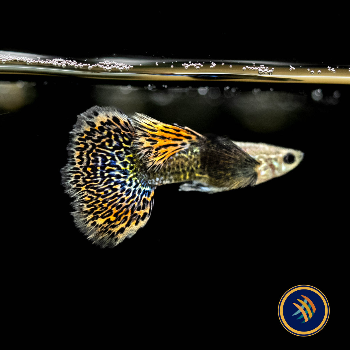 Fancy Guppy Pair Dumbo Dark Dragon | Livebearers | Largest Tropical Fish Selection at Your Local Fish Store