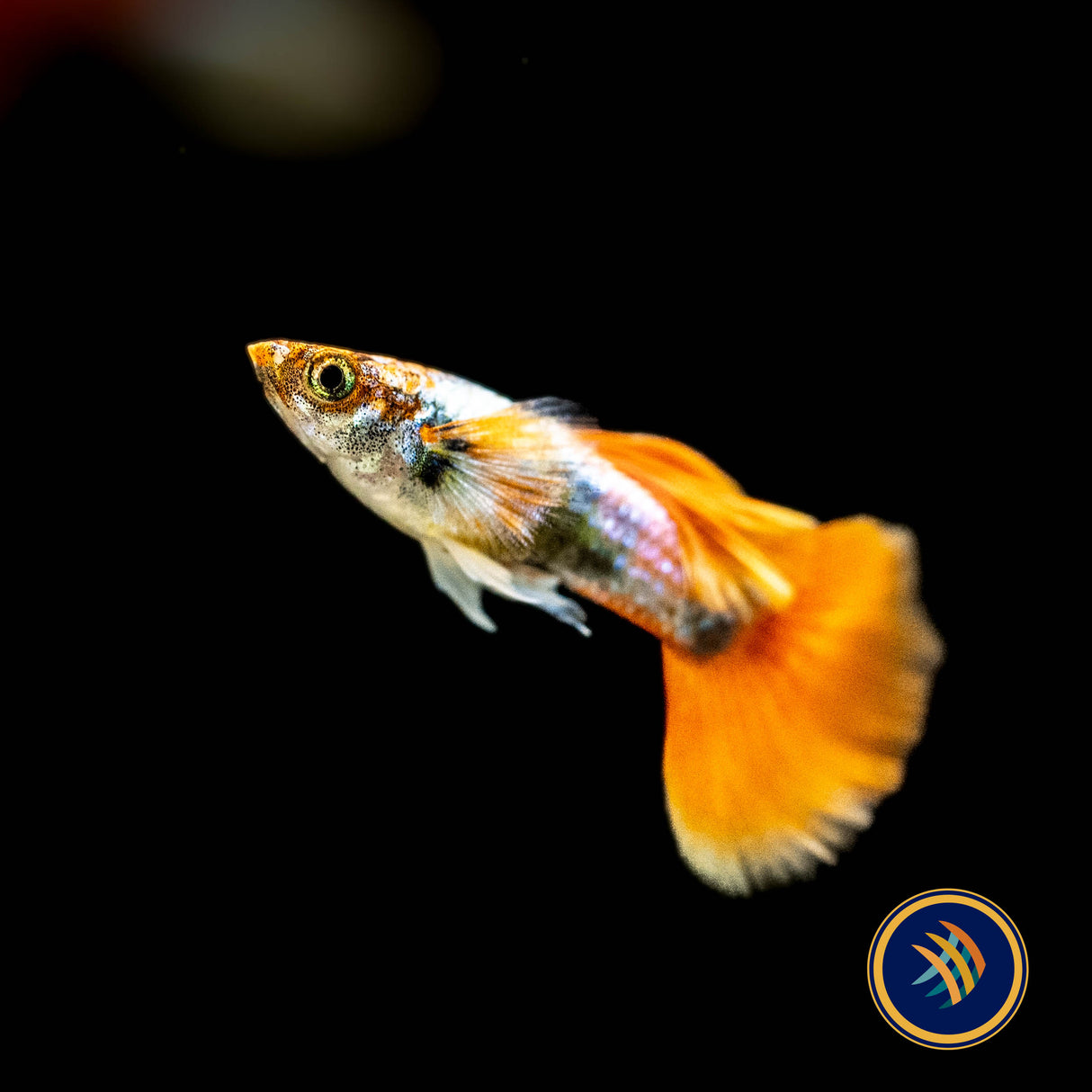 Fancy Guppy Pair Dumbo Santa | Livebearers | Largest Tropical Fish Selection at Your Local Fish Store