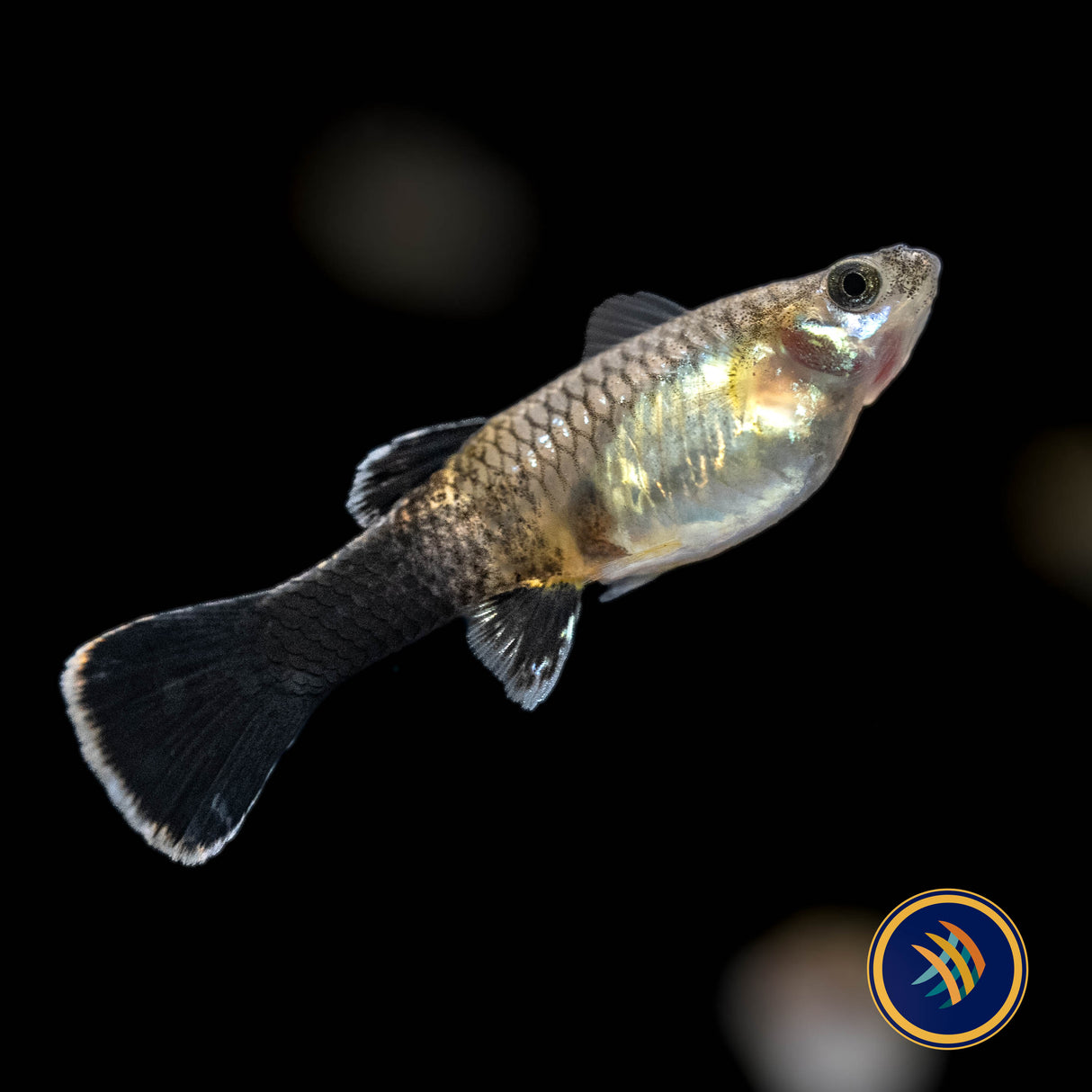 Fancy Guppy Pair - Pink Tuxedo Guppy (Poecilia reticulata) | Livebearers | Largest Tropical Fish Selection at Your Local Fish Store