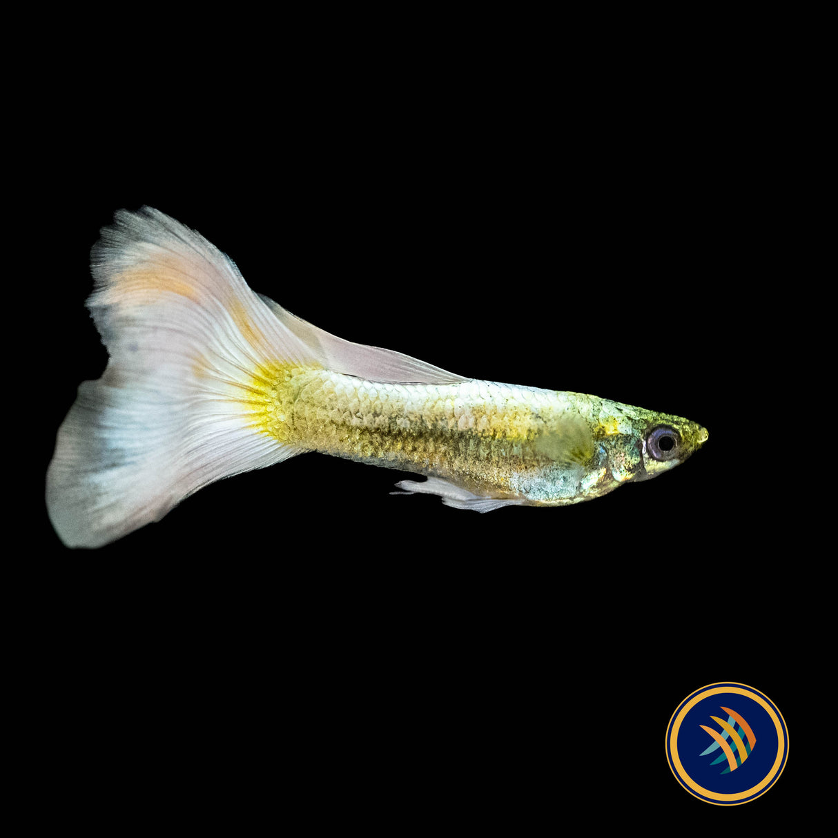 Fancy Guppy Pair Platinum Gold (Poecilia reticulata)