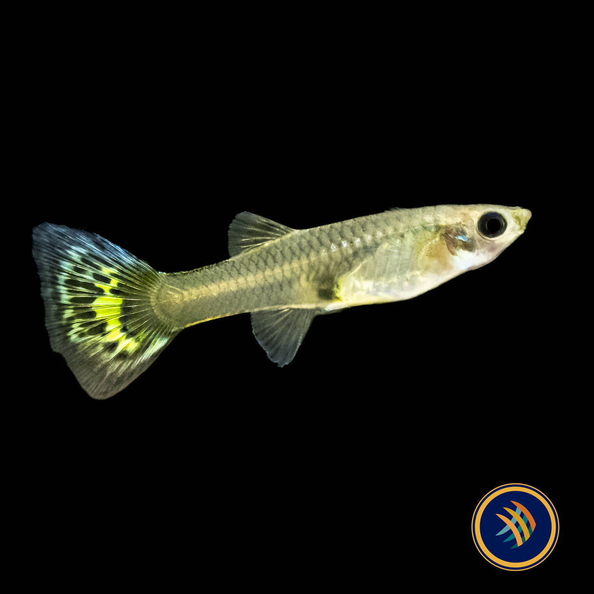 Fancy Guppy Pair Red Leopard (Poecilia reticulata)