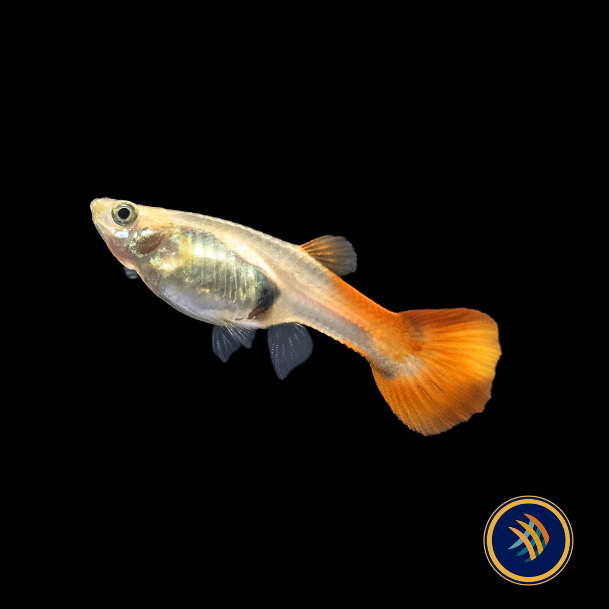 Fancy Guppy Pair - Red Moscow (Poecilia reticulata) | Livebearers | Largest Tropical Fish Selection at Your Local Fish Store