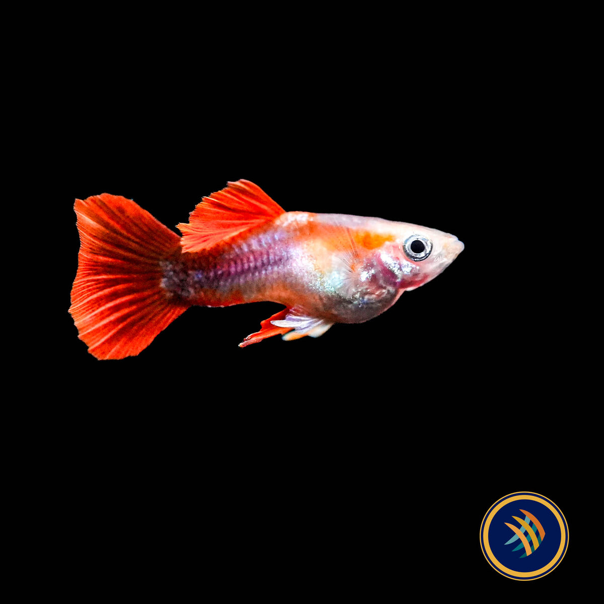 Fancy Guppy Pair Short-Body Royal Red & White