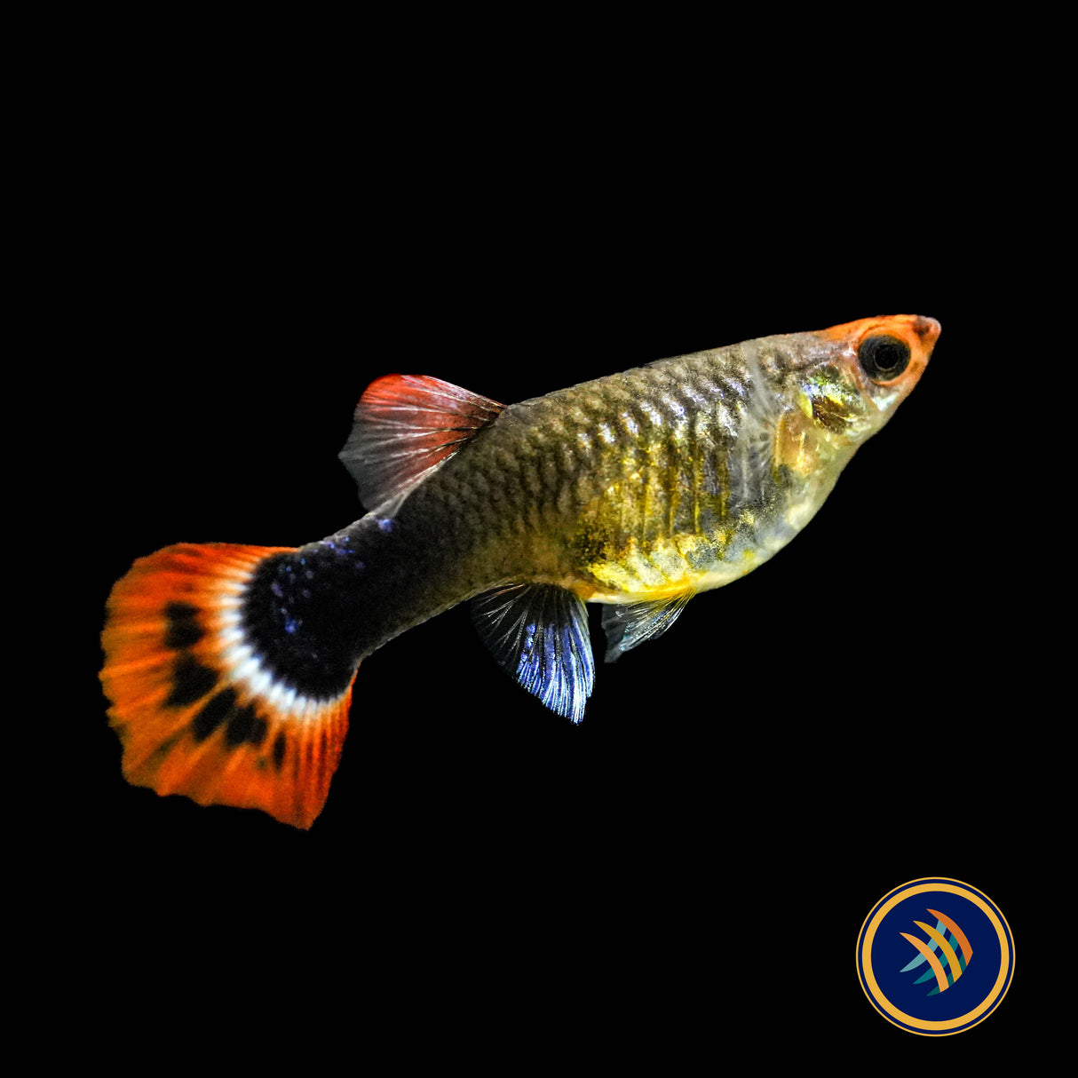 Fancy Guppy Pair Tuxedo Koi | Livebearers | Largest Tropical Fish Selection at Your Local Fish Store