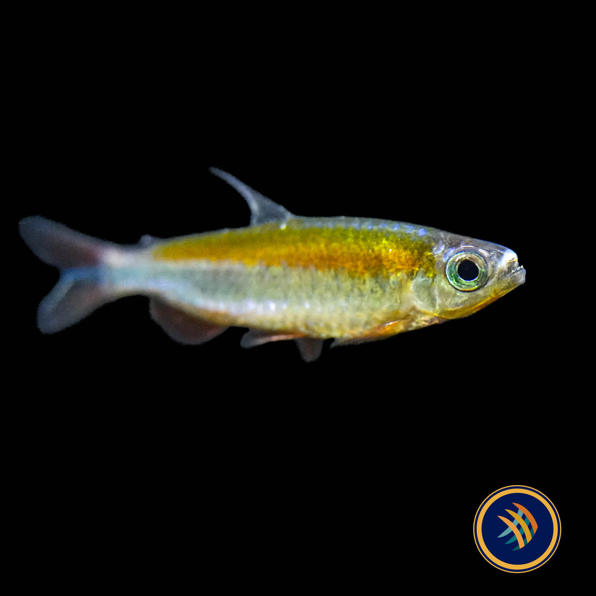Fantastic Congo Tetra (Wild) (Phenacogrammus sp. “Fantastique” ) Medium - Aquarium Glaser
