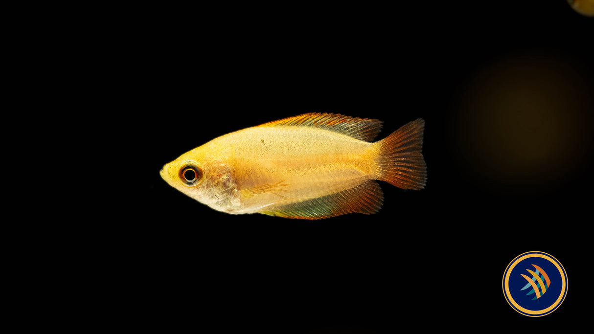 Flame Honey Gourami (Colisa Chuna) Medium (Aquarium Glaser) | Cichlids Badis & Gouramis | Largest Tropical Fish Selection at Your Local Fish Store