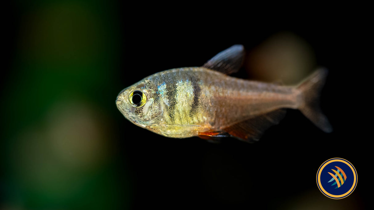 Flame Tetra (Hyphessobrycon Flammeus) (locally bred) | Tetras Rasboras & Pencilfish | Largest Tropical Fish Selection at Your Local Fish Store