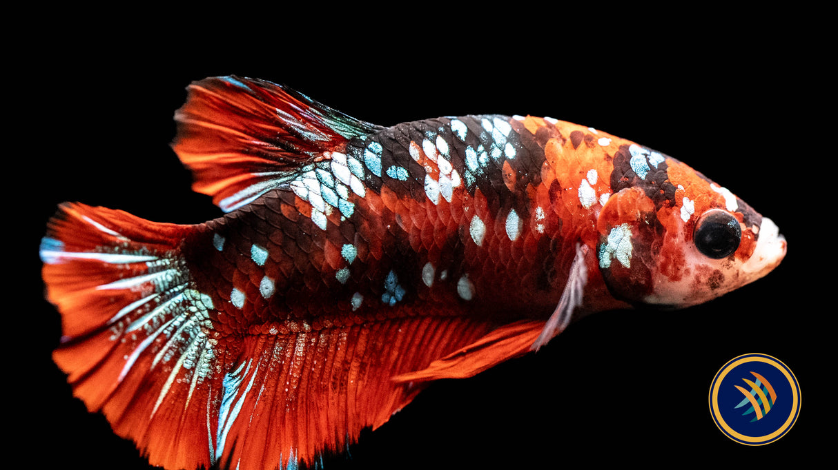 HMPK Male Betta | Bettas | Largest Tropical Fish Selection at Your Local Fish Store