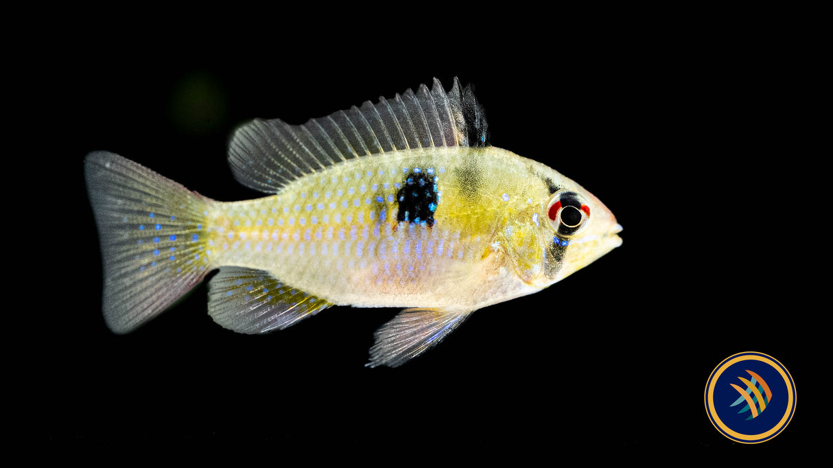 German Blue Ram (Aquarium Glaser) | Cichlids Badis & Gouramis | Largest Tropical Fish Selection at Your Local Fish Store