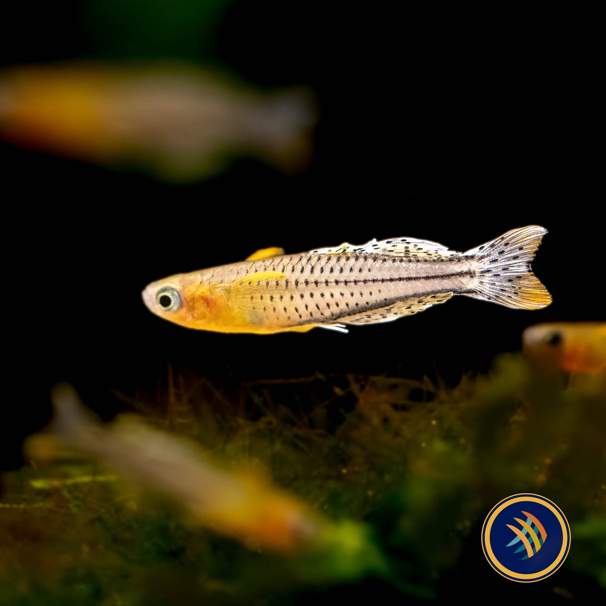 Gertrude's Rainbow Aru II (Pseudomugil Gertrudae Aru II) Locally Bred | Rainbowfish Killifish & Danios | Largest Tropical Fish Selection at Your Local Fish Store