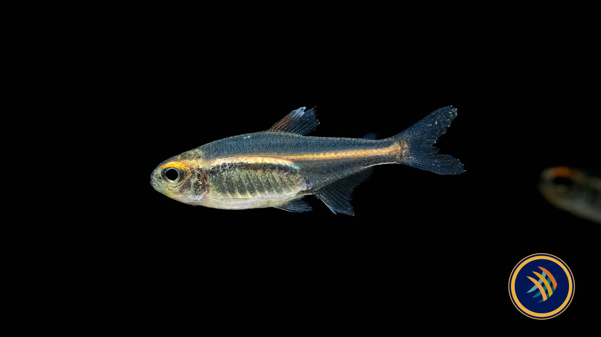Glowlight Tetra (Hemigrammus erythrozonus) 2.5cm | Tetras Rasboras & Pencilfish | Largest Tropical Fish Selection at Your Local Fish Store