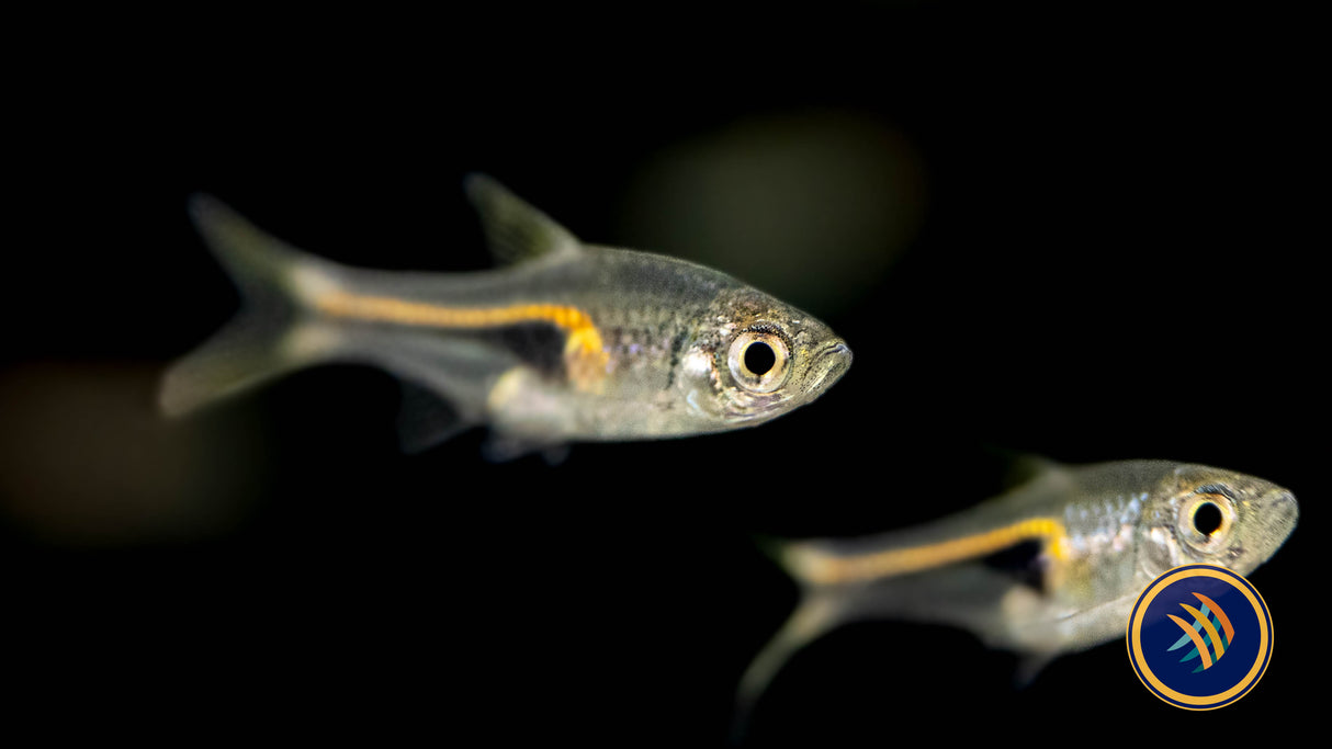 Glowlight Rasbora (Trigonostigma hengeli) 2-2.5cm | Tetras Rasboras & Pencilfish | Largest Tropical Fish Selection at Your Local Fish Store
