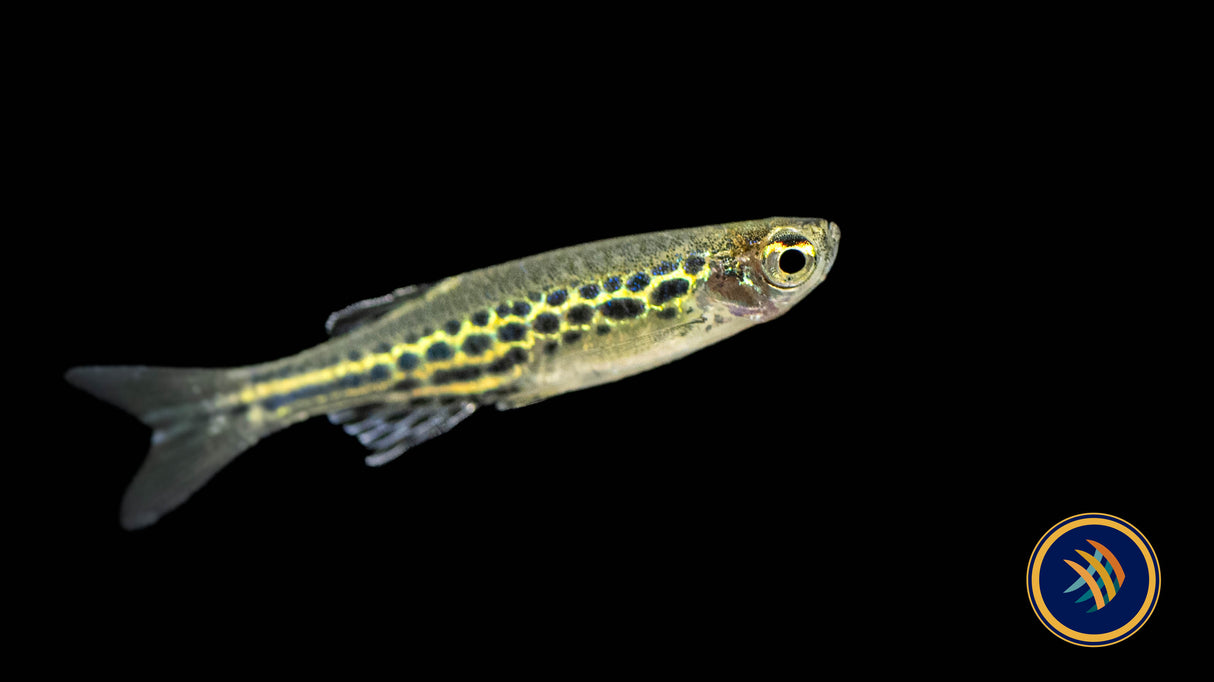 Gold Ring Danio (Danio tinwini) | Rainbowfish Killifish & Danios | Largest Tropical Fish Selection at Your Local Fish Store