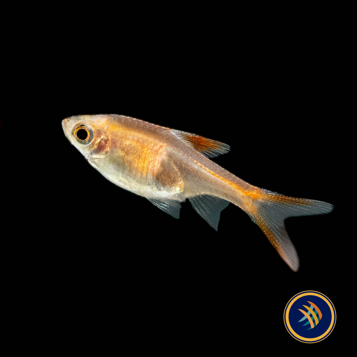 Gold Harlequin Rasbora (Trigonostigma heteromorpha) Large- Aquarium Glaser | Tetras Rasboras & Pencilfish | Largest Tropical Fish Selection at Your Local Fish Store