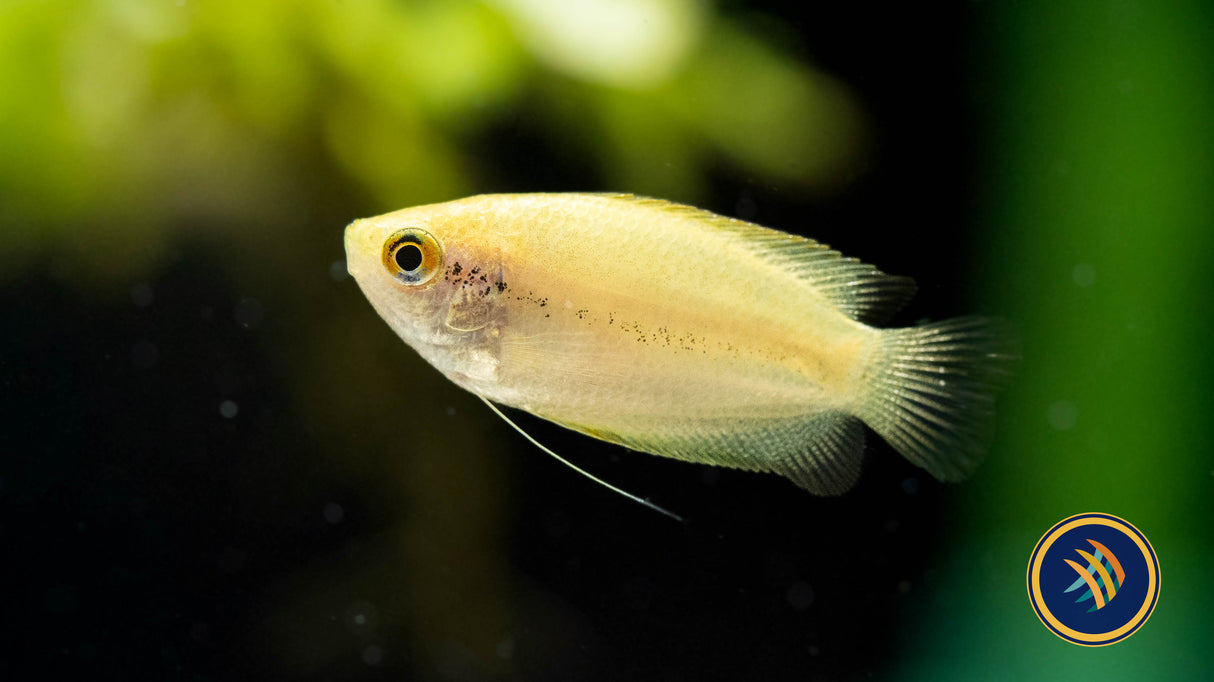 Gold Honey Gourami (Colisa Chuna) Large /X-large (Aquarium Glaser) Very Nice | Cichlids Badis & Gouramis | Largest Tropical Fish Selection at Your Local Fish Store