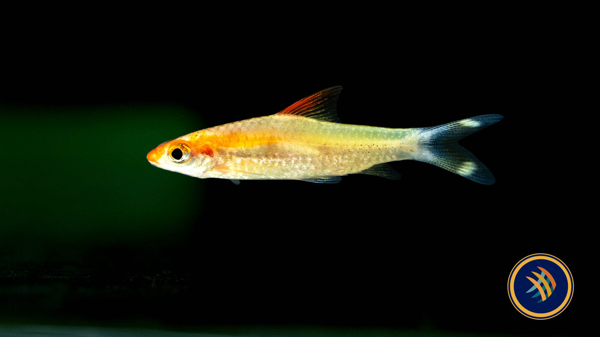 Denison Barb Golden (Red Striped Torpedo Barb) Sahyadria denisoni 5cm + | Goldfish Barbs & Minnows | Largest Tropical Fish Selection at Your Local Fish Store
