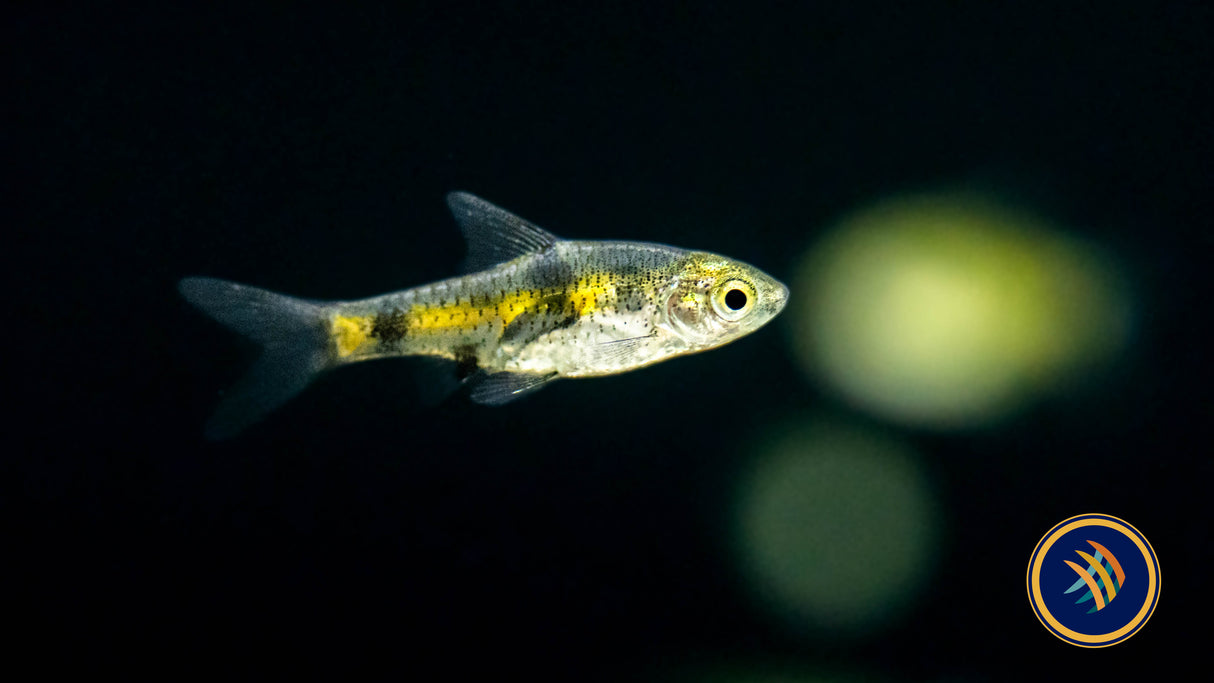Golden Dwarf Barb Barbus Gelius 2-3cm | Goldfish Barbs & Minnows | Largest Tropical Fish Selection at Your Local Fish Store