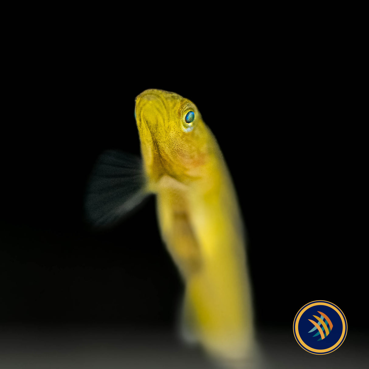 Golden Malili Goby (Mugilogobius rexi) | Other Livestock | Largest Tropical Fish Selection at Your Local Fish Store