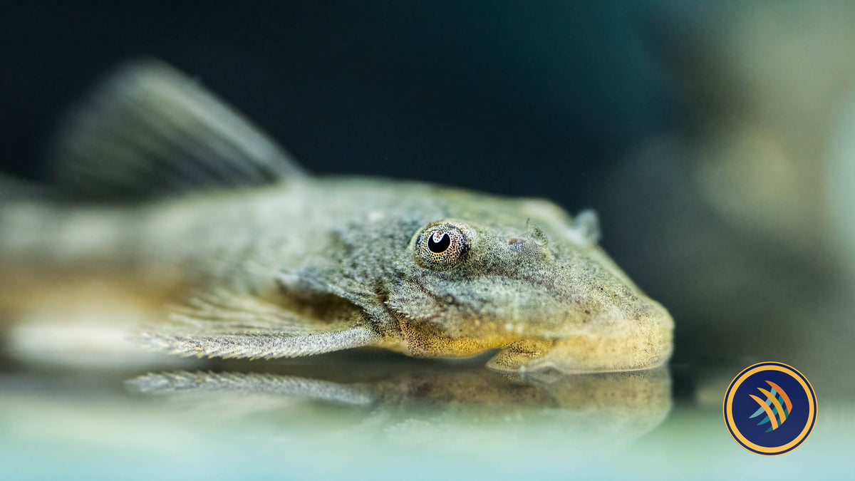 Green Dragon Short-Fin Ancistrus Pleco (PlecoCeramics) | Catfish Loaches & Plecos | Largest Tropical Fish Selection at Your Local Fish Store
