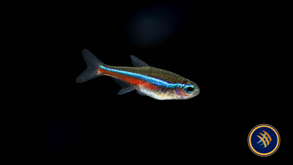 Green Neon Tetra (Paracheirodon simulans) 1.6cm | Tetras Rasboras & Pencilfish | Largest Tropical Fish Selection at Your Local Fish Store