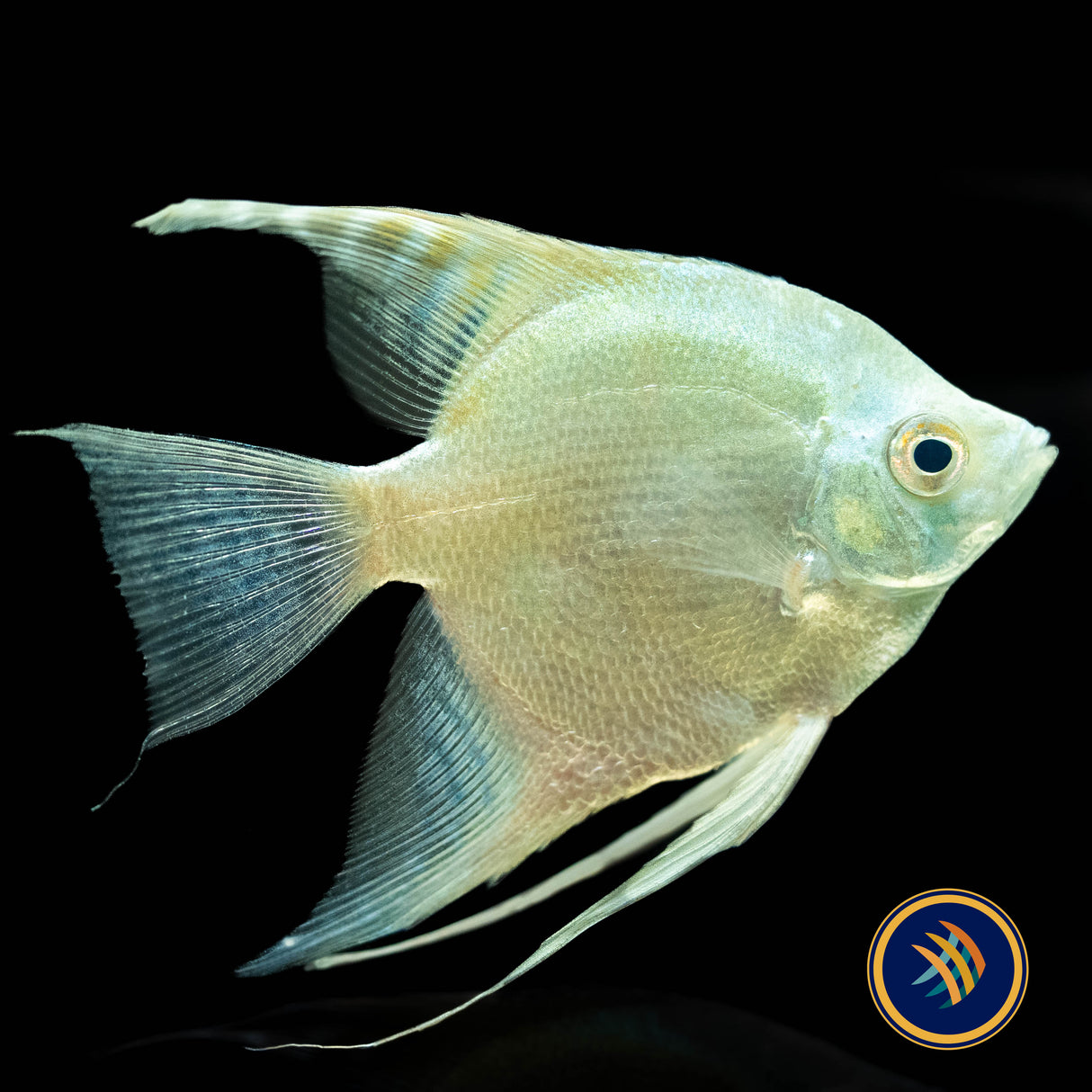 Green Sapphire Angel Fish (Pterophyllum scalare) 4-5cm | Cichlids Badis & Gouramis | Largest Tropical Fish Selection at Your Local Fish Store