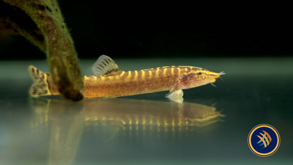 Guilin Loach (Leptobotia guilinensis) | Catfish Loaches & Plecos | Largest Tropical Fish Selection at Your Local Fish Store