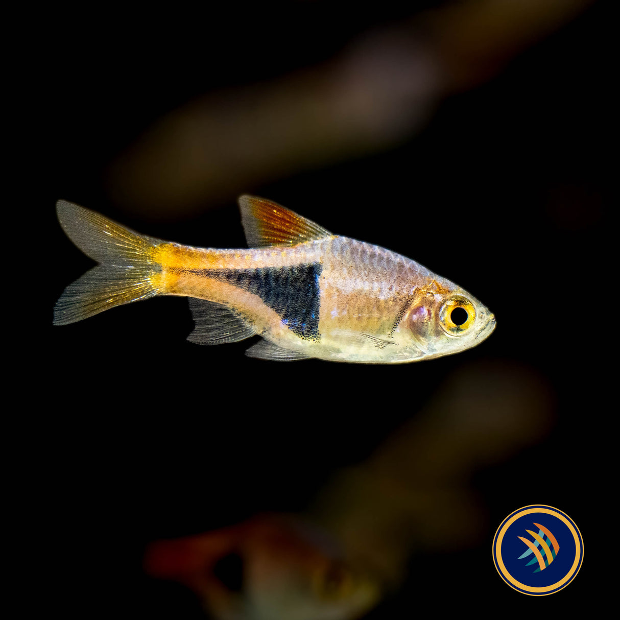 Harlequin Rasbora (Trigonostigma heteromorpha) 2-2.5cm | Tetras Rasboras & Pencilfish | Largest Tropical Fish Selection at Your Local Fish Store