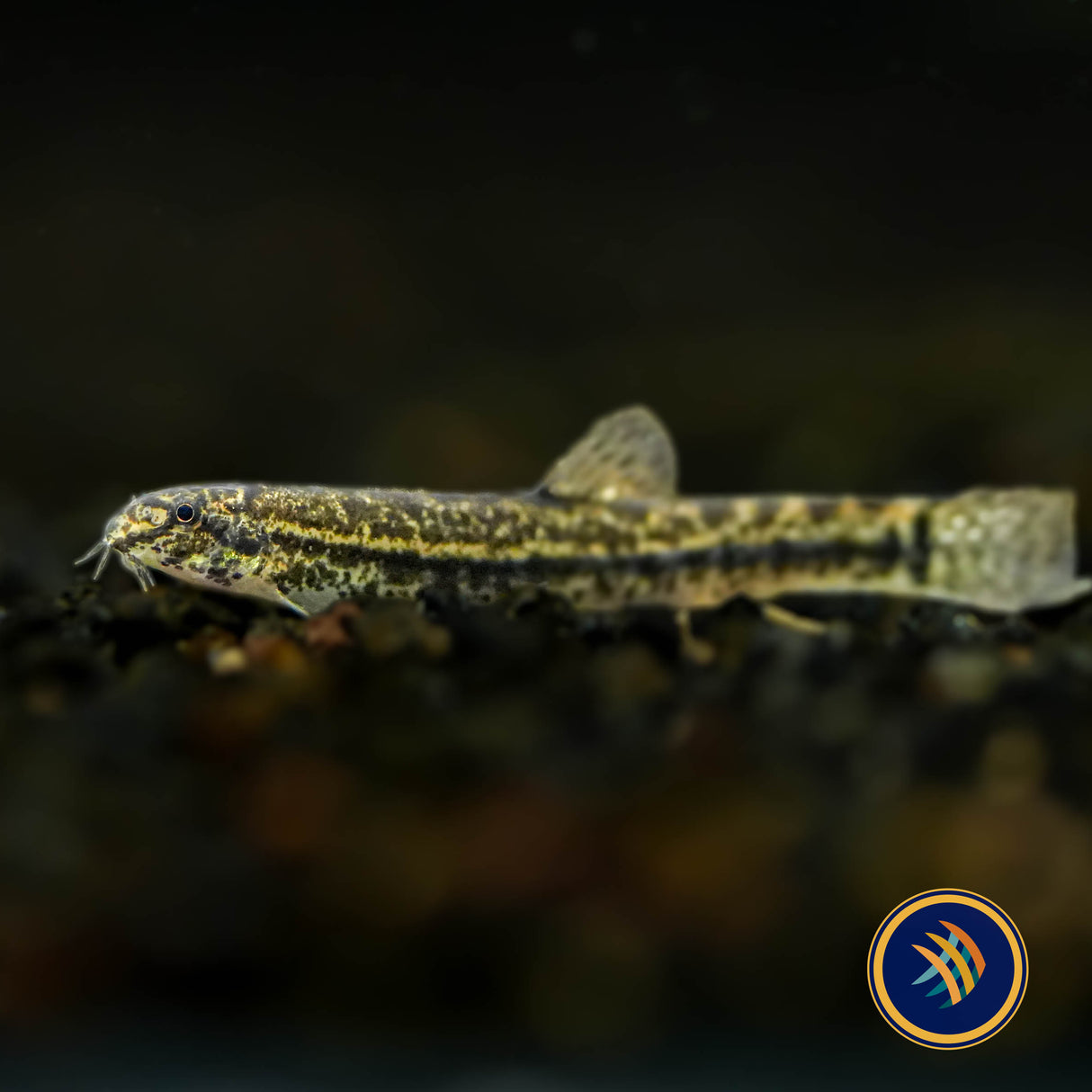 Hasselt’s Sand Loach (Lepidocephalichthys hasselti)