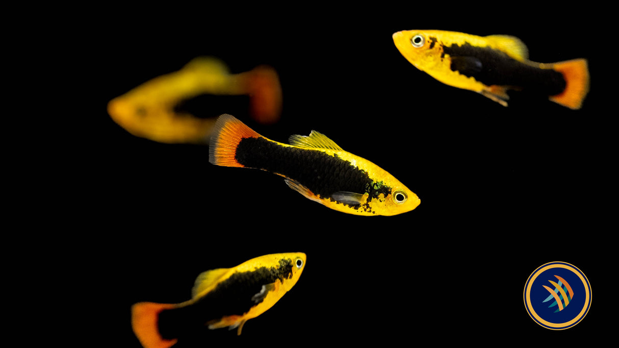 Hawaii Platy (Variatus) 3.5-4cm | Livebearers | Largest Tropical Fish Selection at Your Local Fish Store