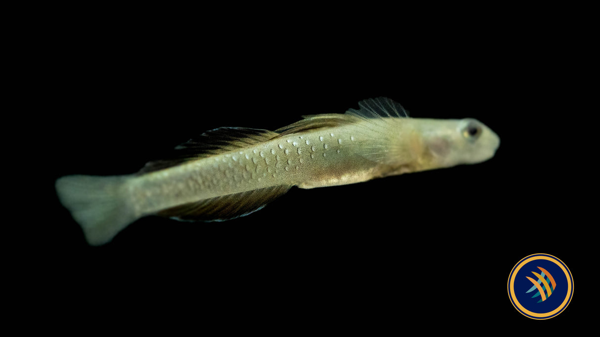 High Fin Rainbow Goby (Sicyopus cebuensis) | Catfish Loaches & Plecos | Largest Tropical Fish Selection at Your Local Fish Store