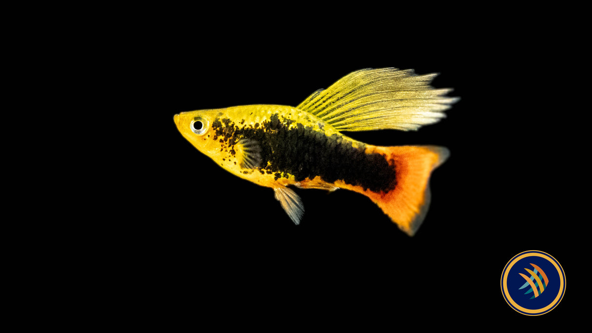 Premium Assorted Highfin Variatus Platy (Xiphophorus variatus) | Livebearers | Largest Tropical Fish Selection at Your Local Fish Store