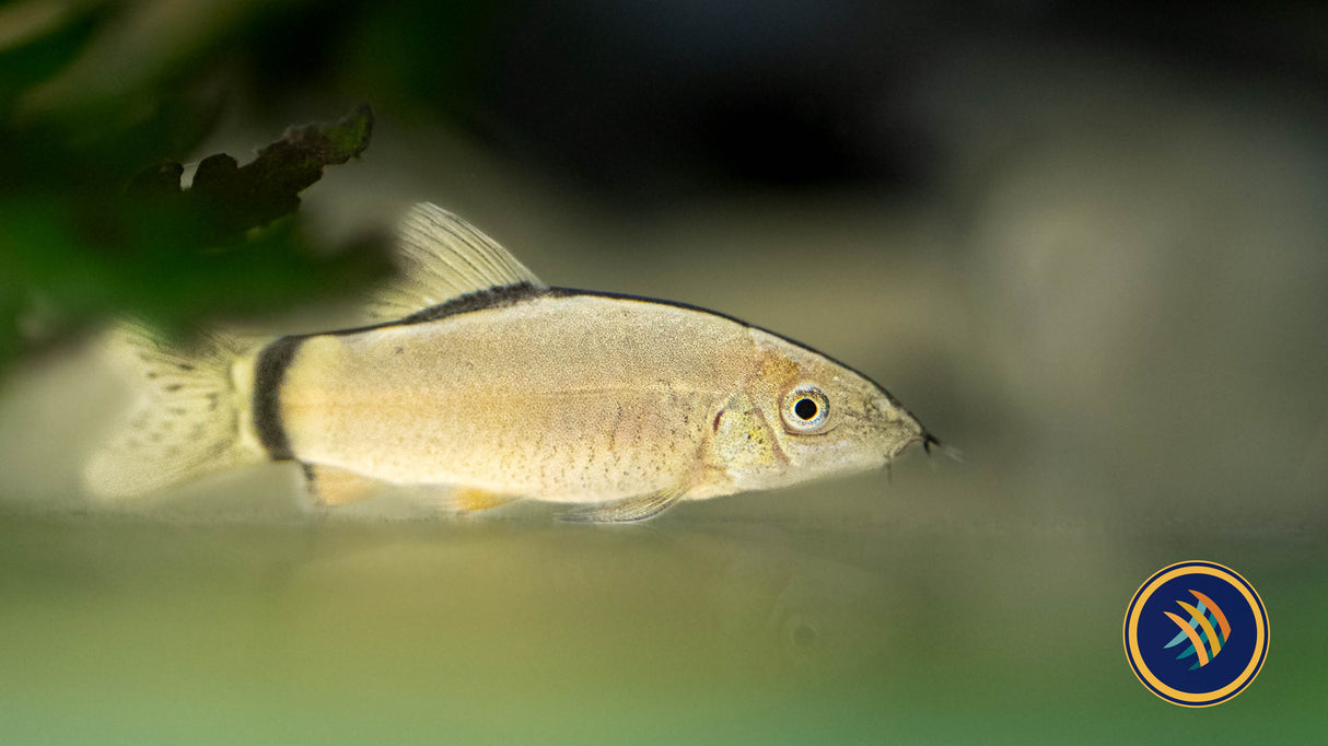 Hora's Skunk Loach (Yasuhikotakia morleti) | Catfish Loaches & Plecos | Largest Tropical Fish Selection at Your Local Fish Store