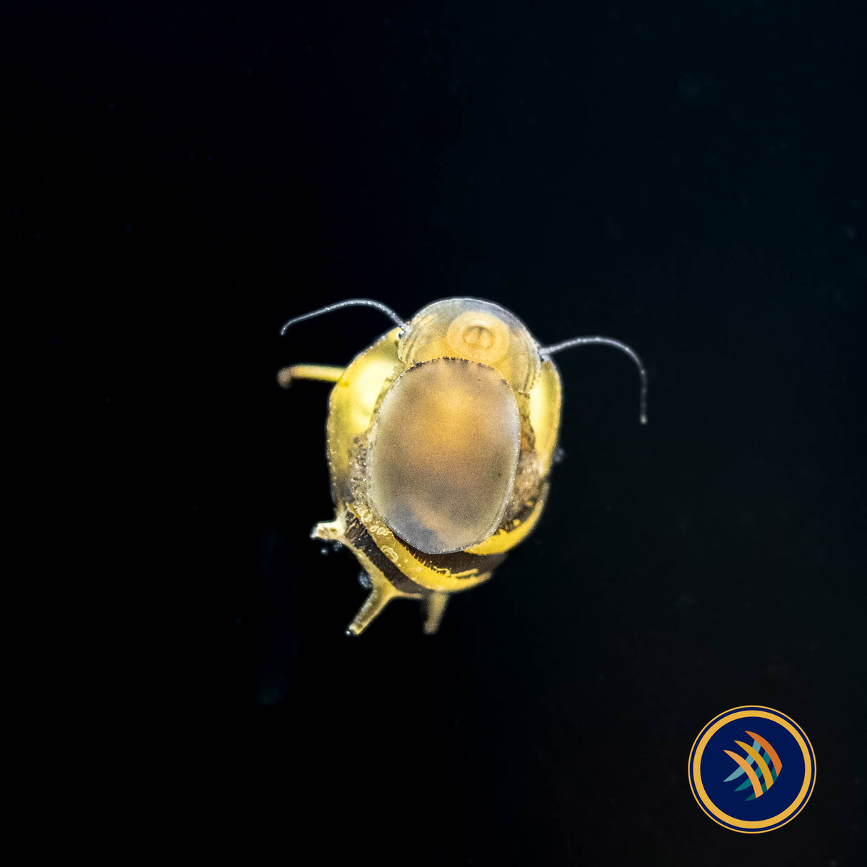 Horned Nerite Snail (Clithon sp.) | Snails Shrimp Crayfish Crabs | Largest Tropical Fish Selection at Your Local Fish Store