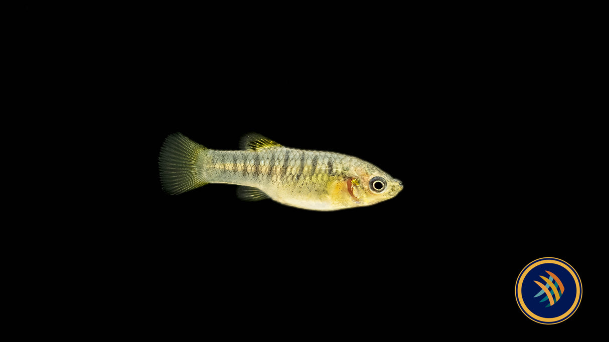 Humpbacked Limia (Limia nigrofasciata) Aquarium Glaser | Livebearers | Largest Tropical Fish Selection at Your Local Fish Store