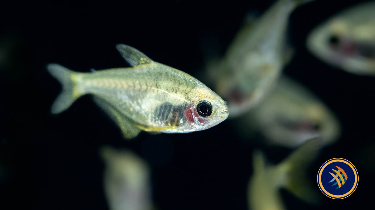 Hyphessobrycon Bifasciatus 'Ghost' | Tetras Rasboras & Pencilfish | Largest Tropical Fish Selection at Your Local Fish Store