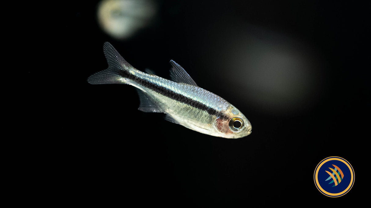 Imperial Lapis Tetra 2.5cm | Tetras Rasboras & Pencilfish | Largest Tropical Fish Selection at Your Local Fish Store