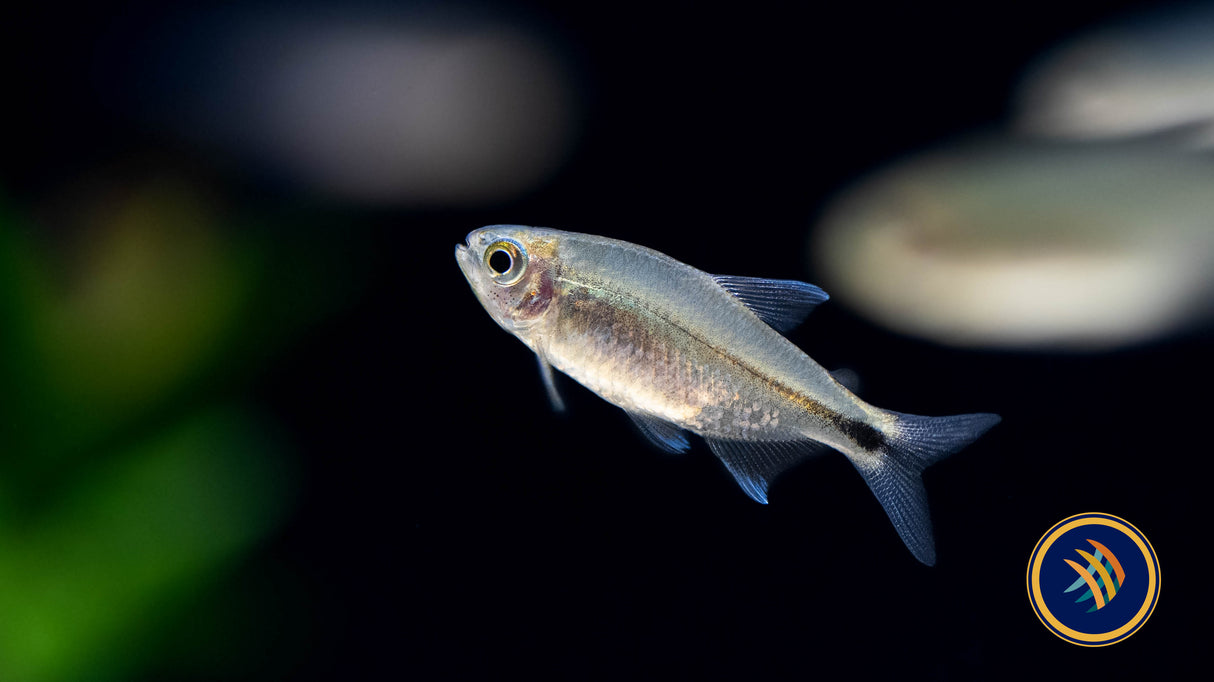 Hyphessobrycon Infernalis 'Infernal Tetra' (Aquarium Glaser) (Female) | Tetras Rasboras & Pencilfish | Largest Tropical Fish Selection at Your Local Fish Store