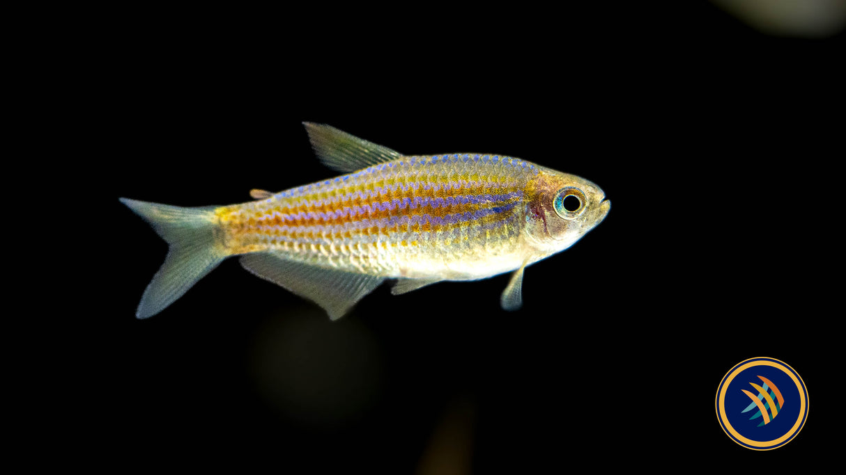 Scratched Inpa Tetra (Inpaichthys parauapiranga) - Locally Bred - Medium | Tetras Rasboras & Pencilfish | Largest Tropical Fish Selection at Your Local Fish Store