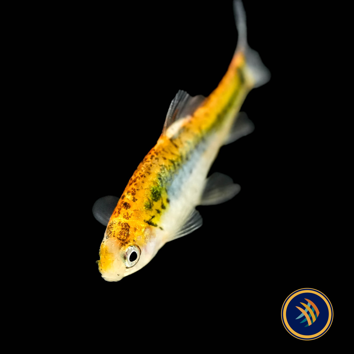 Koi Gold Barb (Barbus schuberti "Koi") Aquarium Glaser Sm-Med | Goldfish Barbs & Minnows | Largest Tropical Fish Selection at Your Local Fish Store