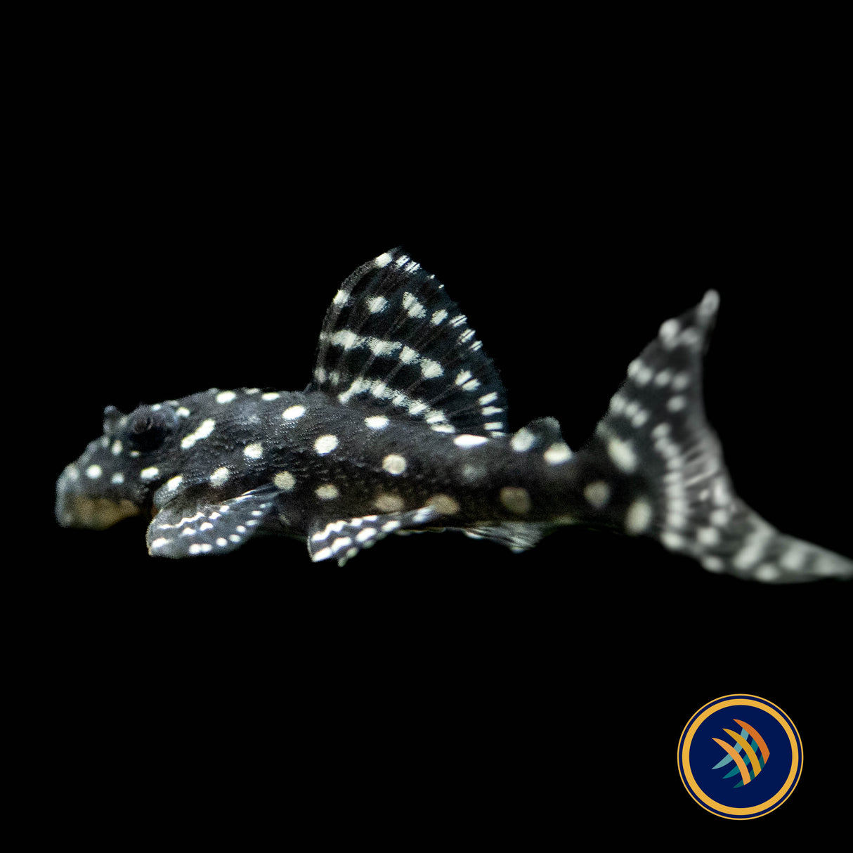 L136b Hypancistrus Pleco (PlecoCeramics) | Catfish Loaches & Plecos | Largest Tropical Fish Selection at Your Local Fish Store