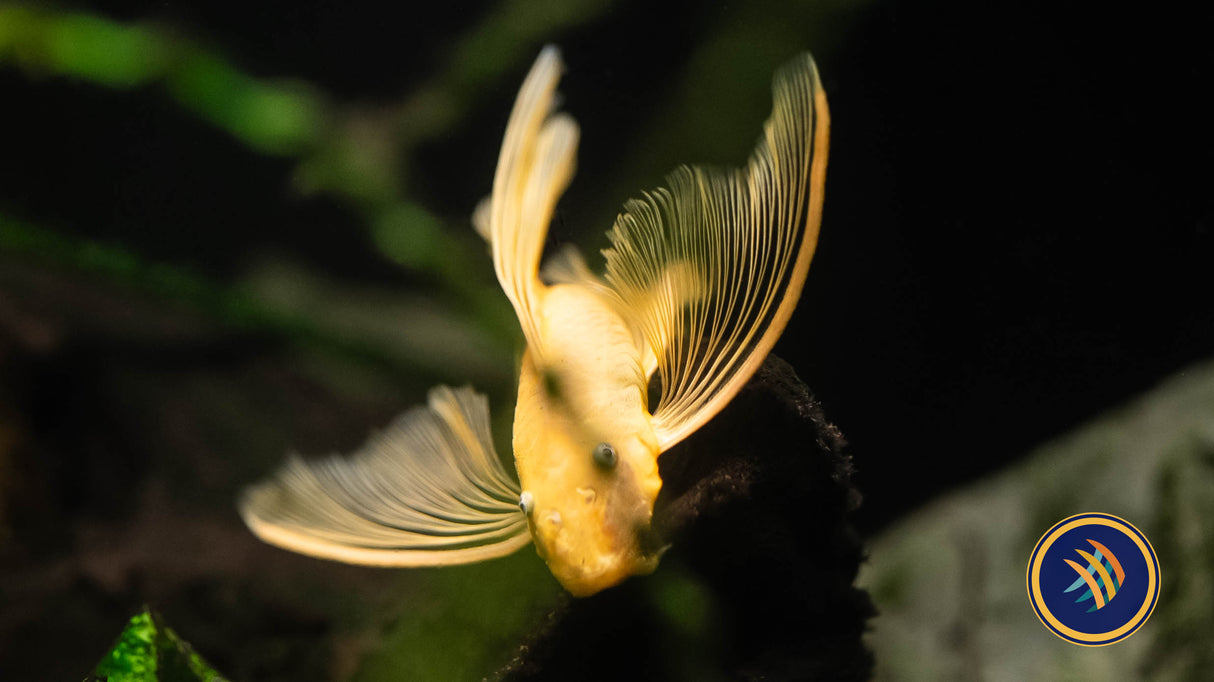L144 Longfin Lemon Blue Eye Bristlenose Pleco (Ancistrus sp. L144) | Catfish Loaches & Plecos | Largest Tropical Fish Selection at Your Local Fish Store