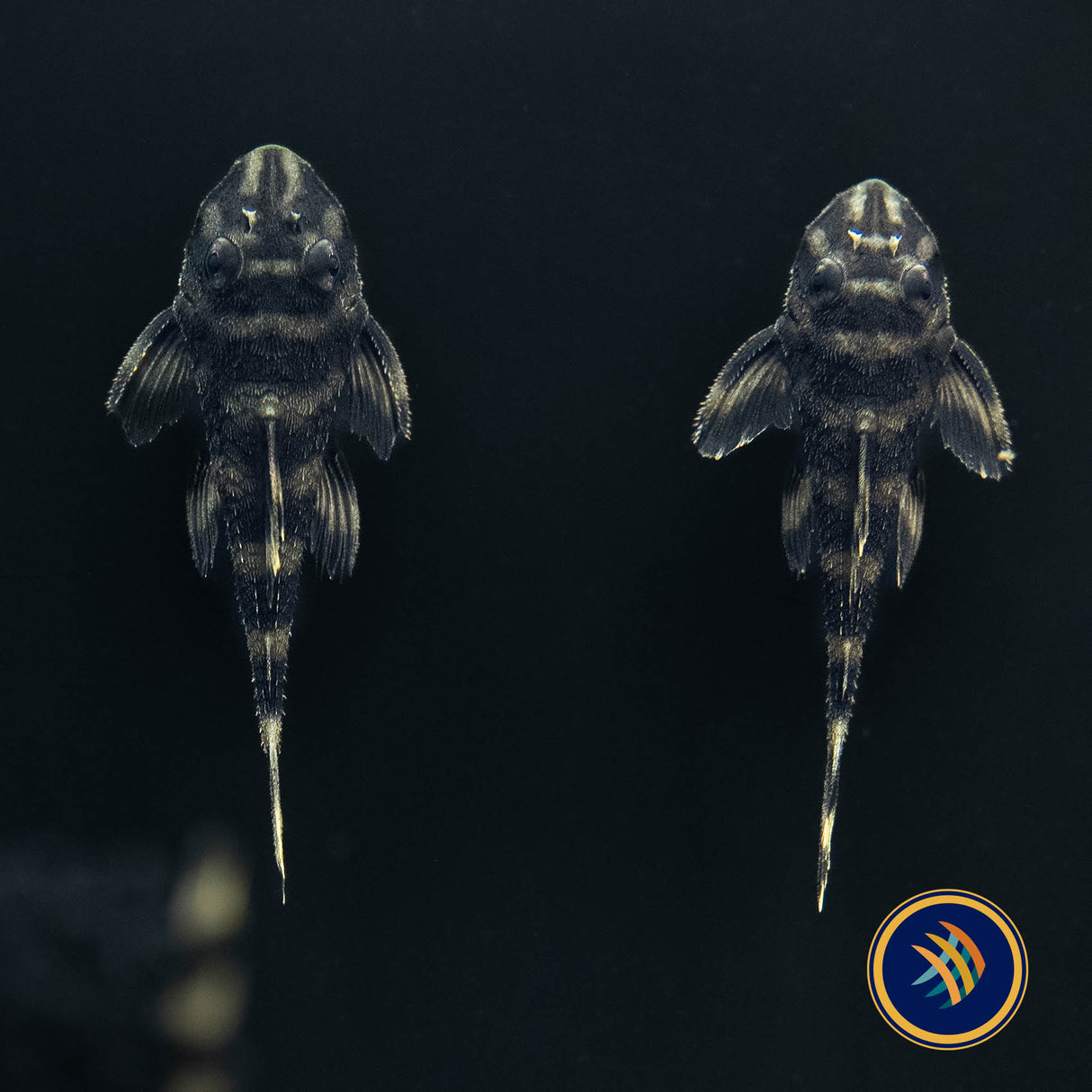 L168 Atabapo Butterfly Pleco (Dekeyseria picta) | Catfish Loaches & Plecos | Largest Tropical Fish Selection at Your Local Fish Store