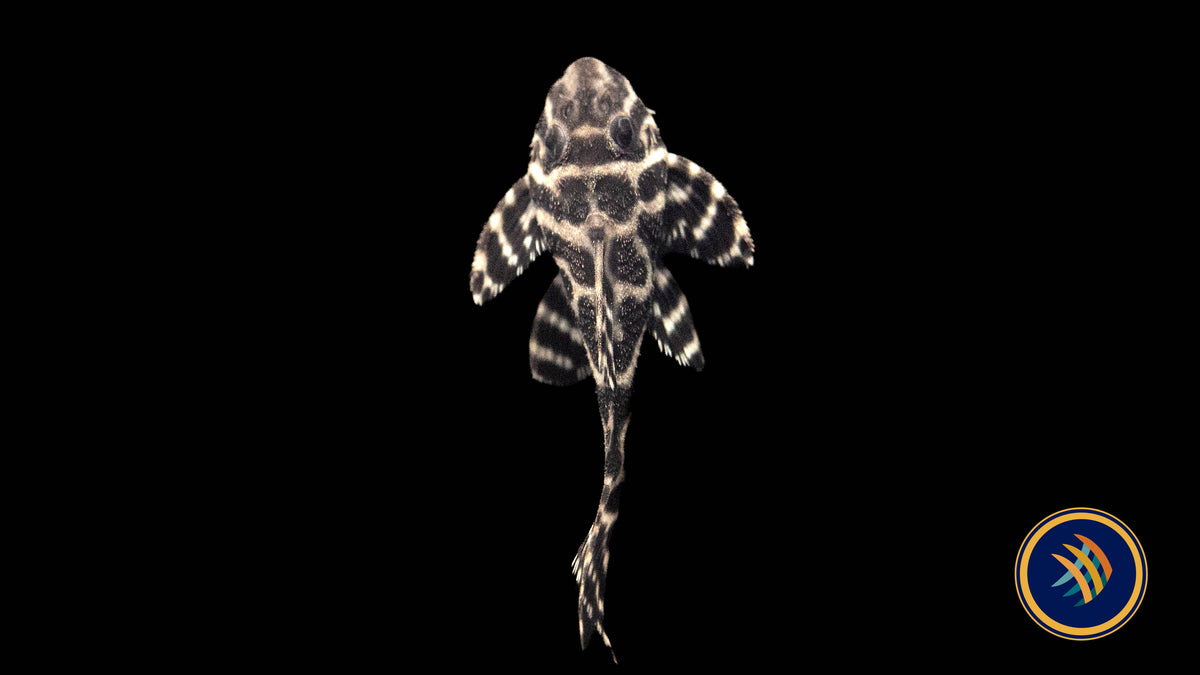 L236 Hypancistrus Pleco 2.5"-3" (Locally Bred) | Catfish Loaches & Plecos | Largest Tropical Fish Selection at Your Local Fish Store