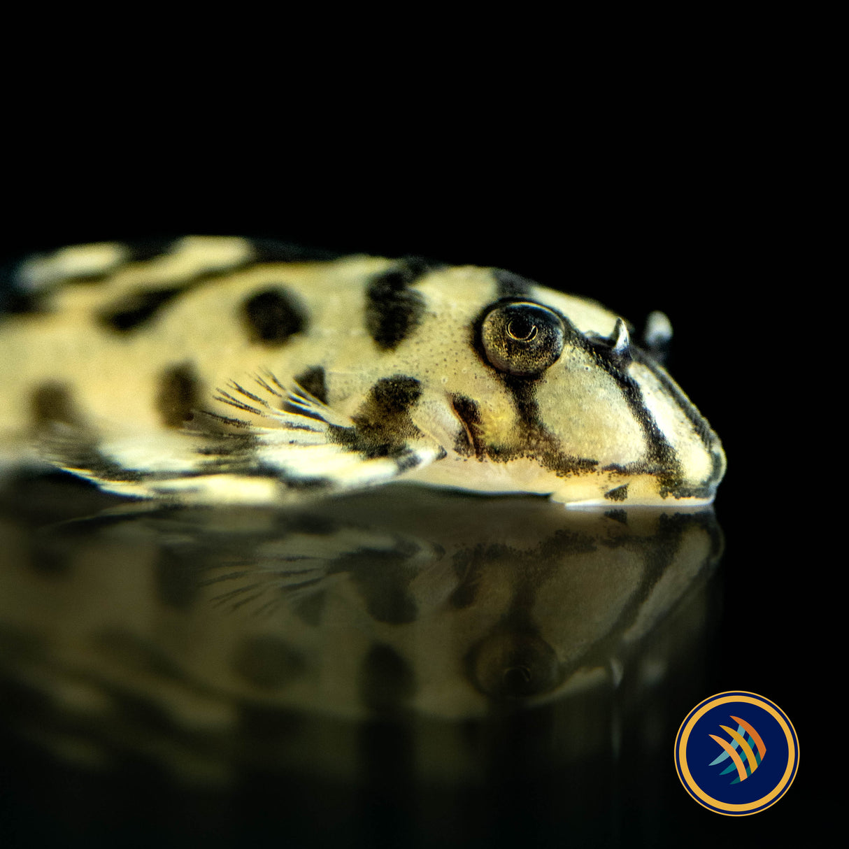 L236 Super Yellow Hypancistrus Pleco (PlecoCeramics) | Catfish Loaches & Plecos | Largest Tropical Fish Selection at Your Local Fish Store