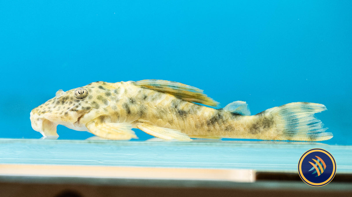 L243 Peckoltia Orange Tiger Pleco (Peckoltia wernekei) | Catfish Loaches & Plecos | Largest Tropical Fish Selection at Your Local Fish Store