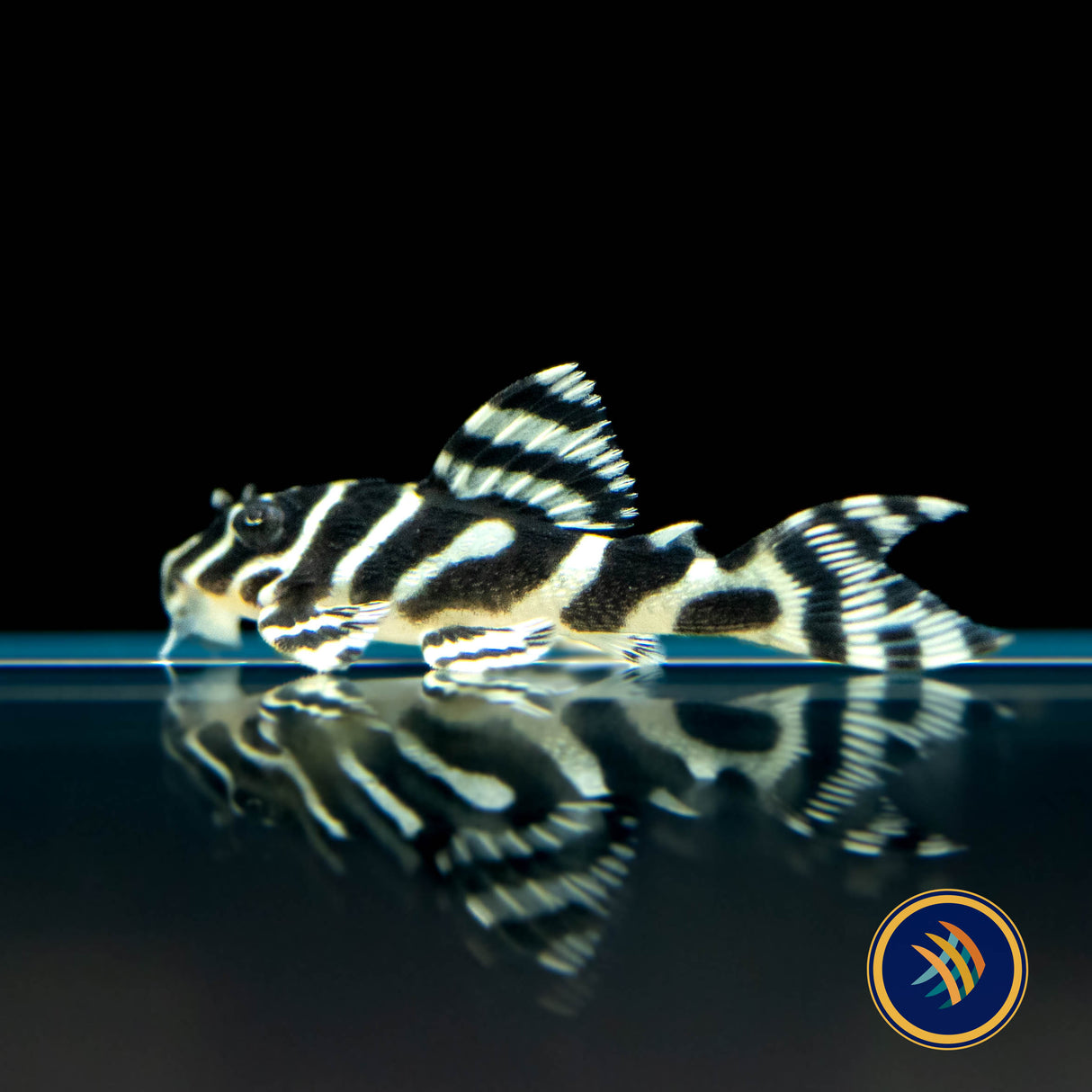 L333 Hypancistrus Gold Grade A Pleco (Plecoceramics) | Catfish Loaches & Plecos | Largest Tropical Fish Selection at Your Local Fish Store